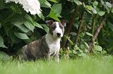 BULL TERRIER MINIATURE 125